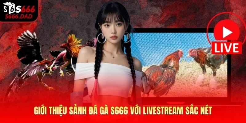 Giới thiệu sảnh đá gà S666 với livestream sắc nét